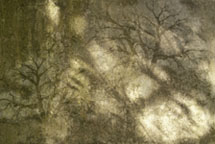 Nancy Rumfield